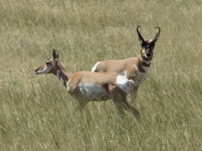 Pronghorn