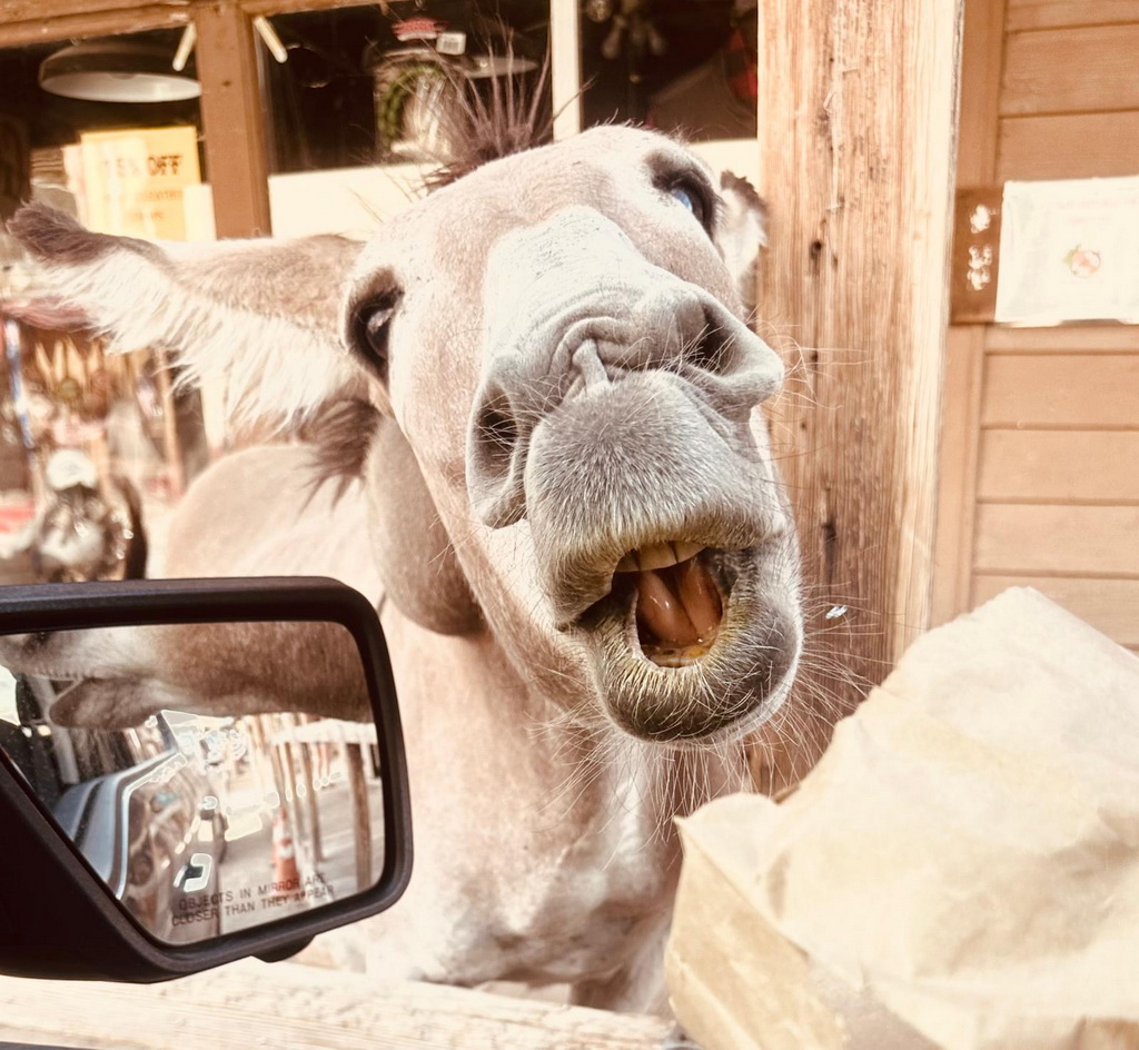 Esel in Oatman