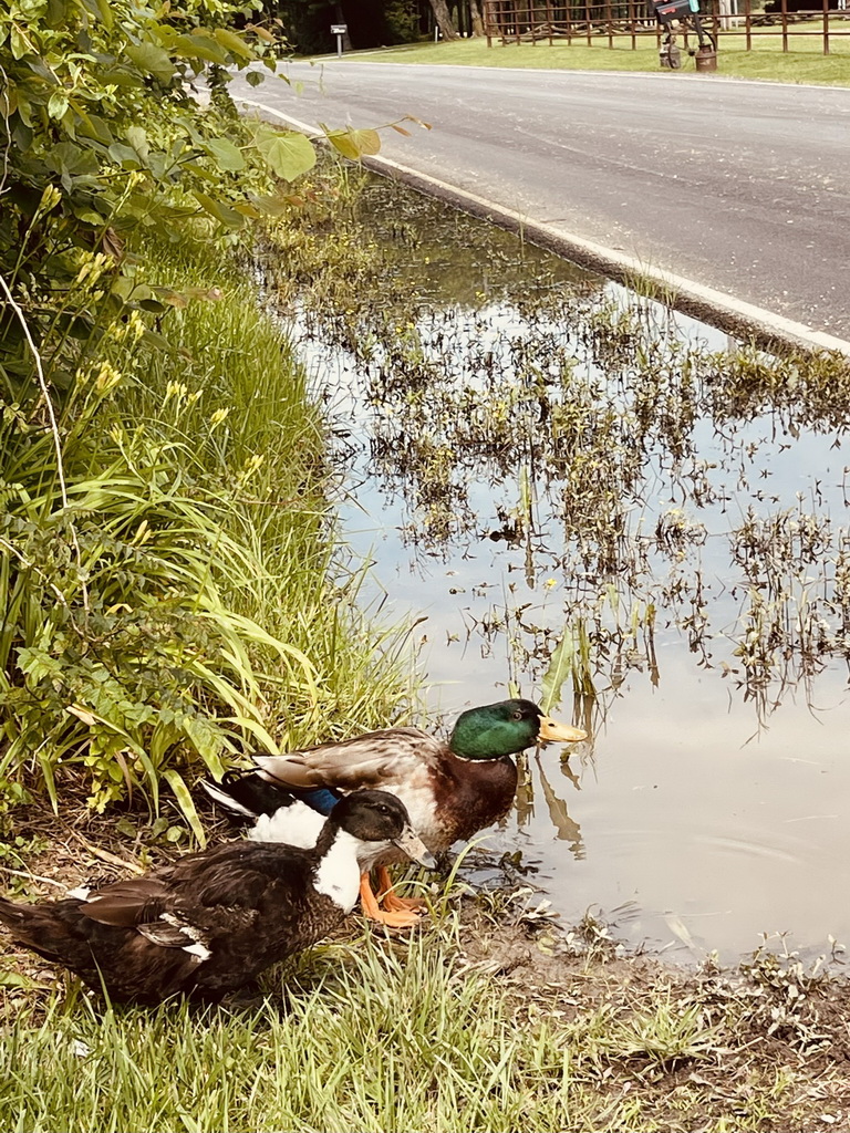 Route 66 Tour 2025-1