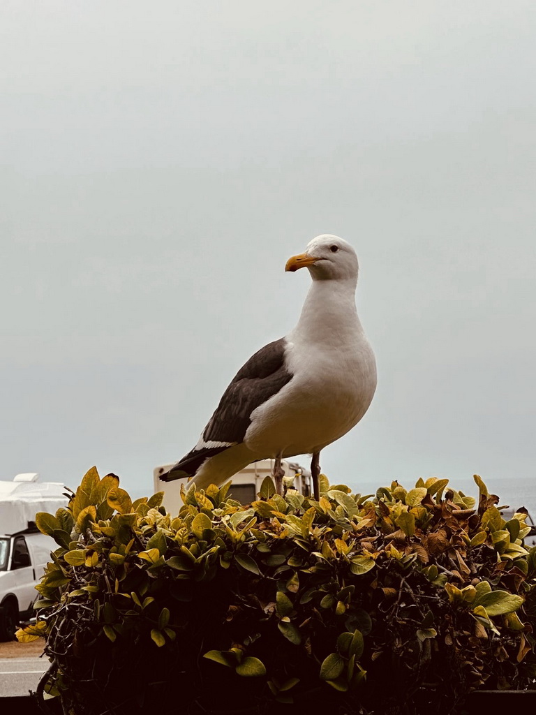 Route 66 Tour 2025-1